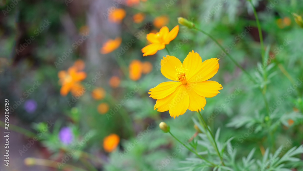 Colorful cosmos flower growing and blooming in the garden Colorful cosmos flower growing and blooming in the garden