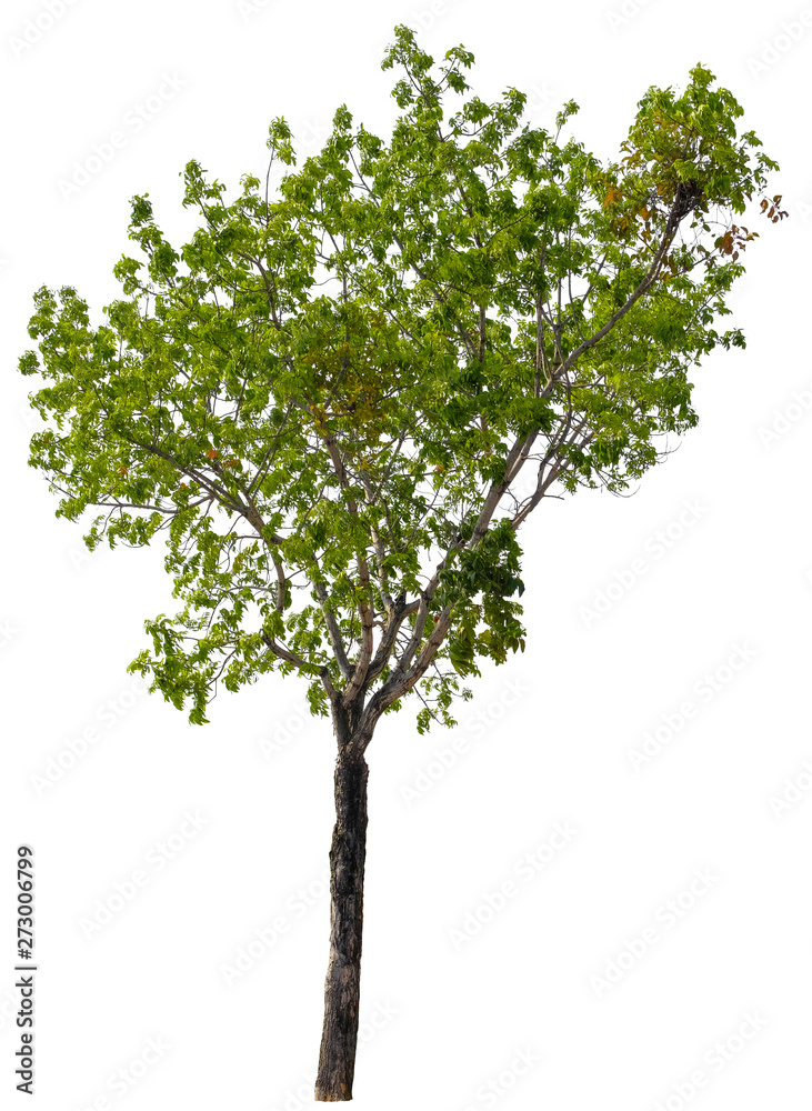 Beautiful tree isolated on white background. Suitable for use in architectural design or Decoration work. Used with natural articles both on print and website.