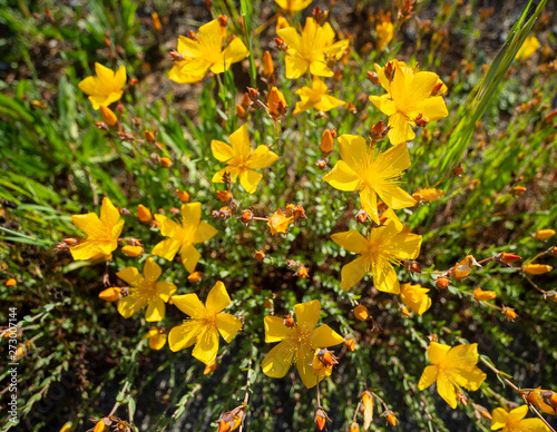 Bright yellow flowers Hypericum olympicum  on a Sunny summer day photo