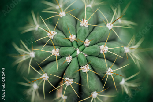 Wallpaper Mural Top view of sharp needles on green cactus Torontodigital.ca