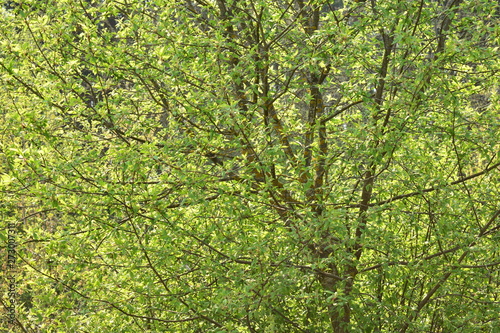 Tree in forest in closeup