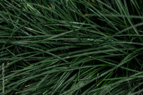 top view of fresh green grass with water drops