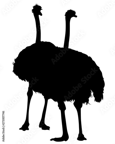 Wild African ostrich on a white background