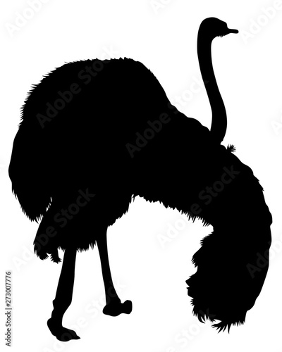 Wild African ostrich on a white background
