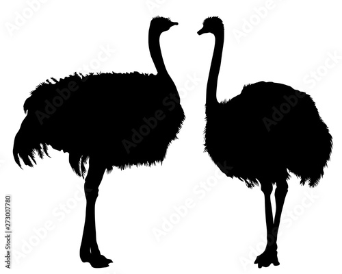 Wild African ostrich on a white background photo