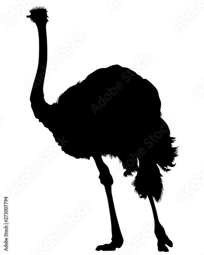 Wild African ostrich on a white background