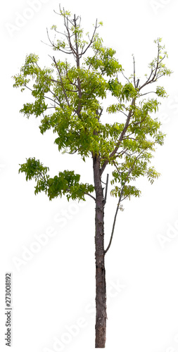 Beautiful tree isolated on white background. Suitable for use in architectural design or Decoration work. Used with natural articles both on print and website.