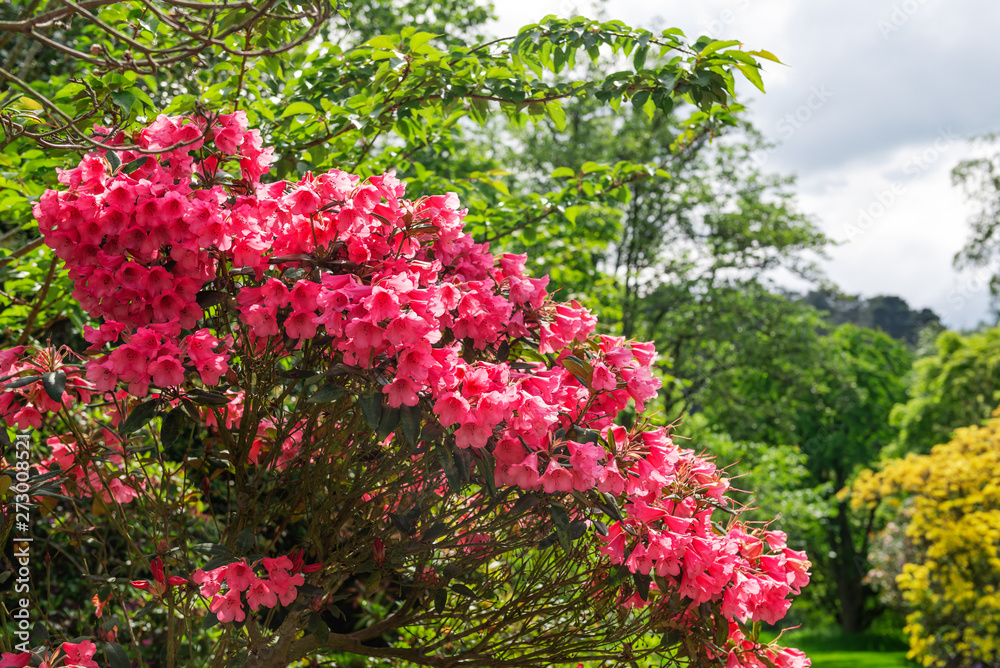 Beautiful Garden with blooming trees during spring time