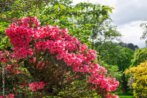 Fototapeta Naklejka Na Ścianę i Meble -  Beautiful Garden with blooming trees during spring time