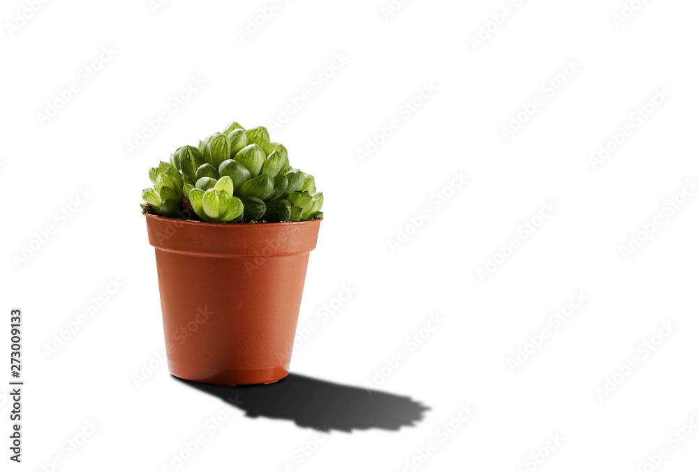 Small green succulent plant mini aloe in pot isolated on white background with shadow. Copyspace. Small green succulent plant mini aloe in pot isolated on white background with shadow. Copyspace.