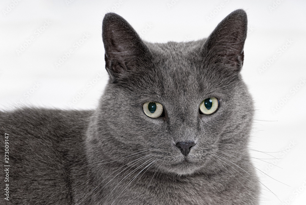Portrait of Beautiful Gray Cat