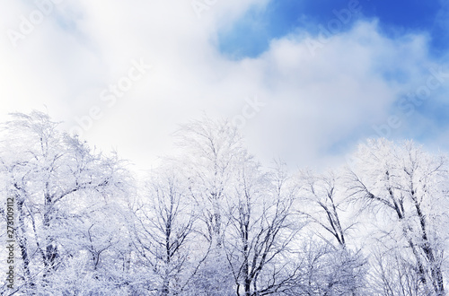Snow-white trees in hoarfrost in the field. Winter fairy landscape. © Ann Stryzhekin