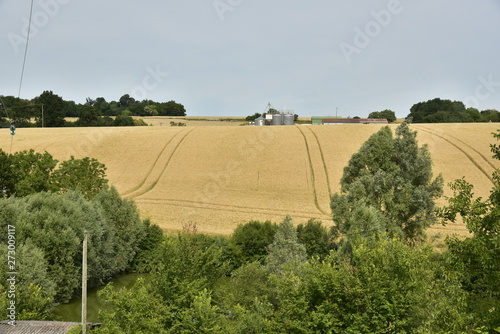 Vaste champs de bl   sur une colline pr  s du bourg de Vendoire au P  rigord Vert