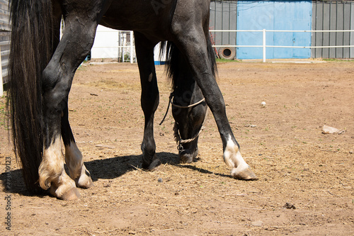 Colt eating grass, sunbathe on ranch