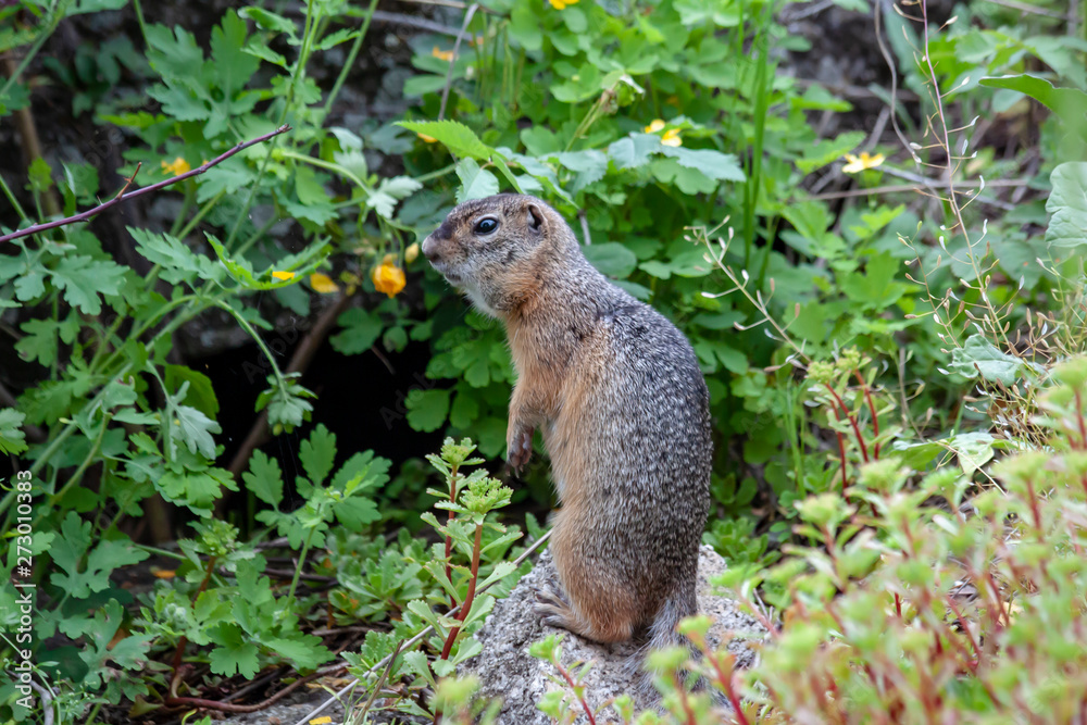 Gopher. Small furry little animal living in the foothills of the Altai. Gopher. Small furry little animal living in the foothills of the Altai.