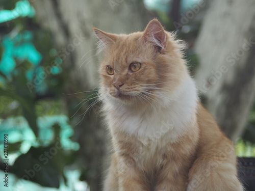 cat