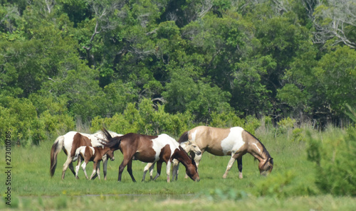 The wild ponies of Assateague Island.