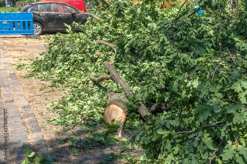 The remains of a fallen tree after a heavy thunderstorm in Berlin, Germany. The road is still closed because branches block the road.