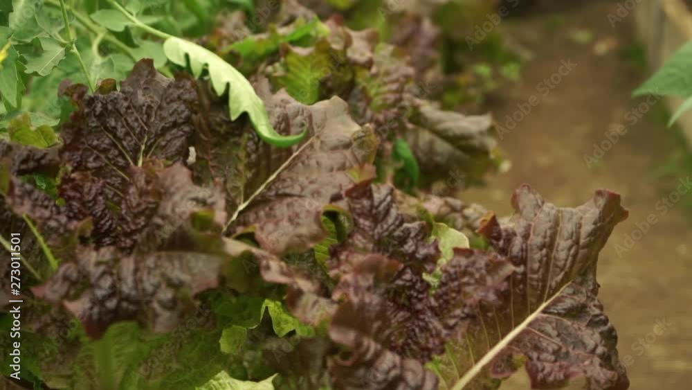 Close up of growing green oaken lettuce in greenhouse. Ecologically clean greenery vegetables. Vegan products Close up of growing green oaken lettuce in greenhouse. Ecologically clean greenery vegetables. Vegan products
