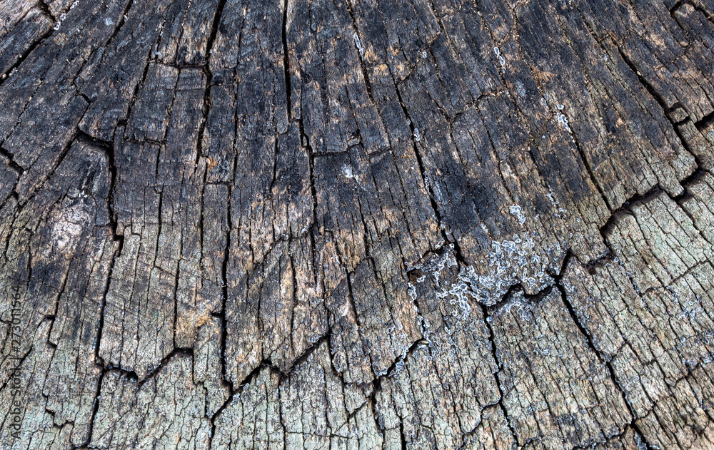 Old Weathered Grayish Cracked Wood Texture