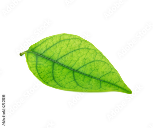  leaves on white background
