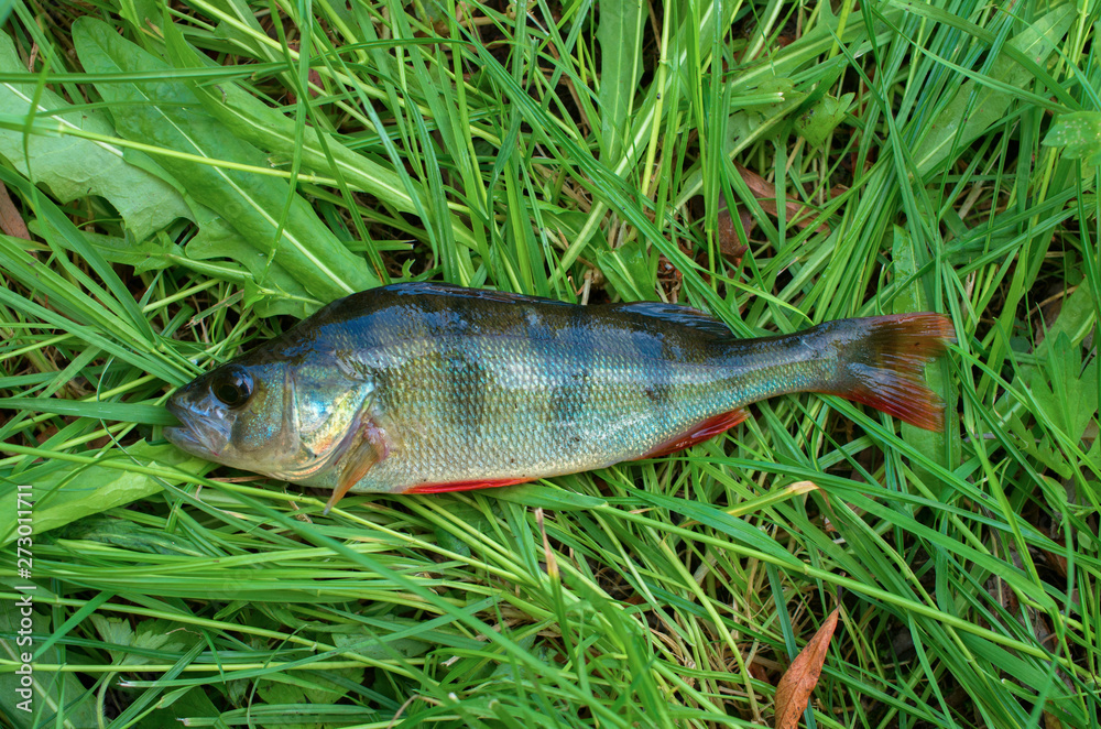caught fish perch closeup lies on the green grass
