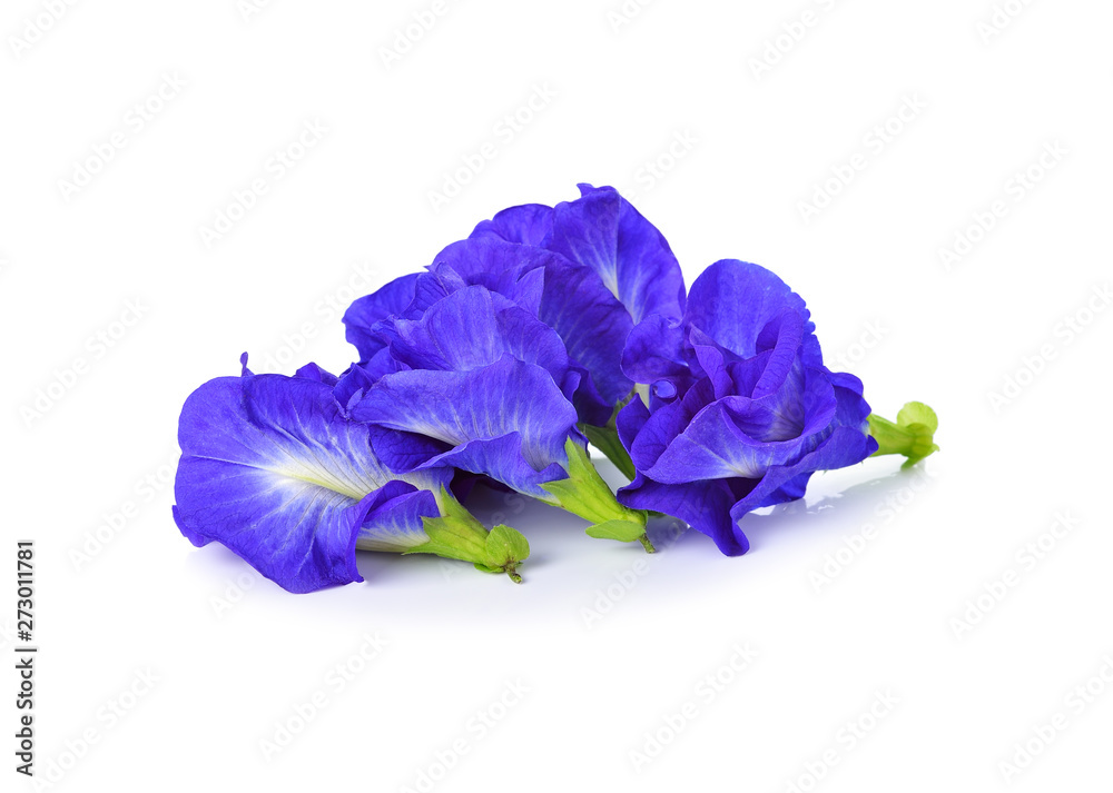 Butterfly Pea isolated on white background Butterfly Pea isolated on white background