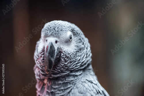 close up view of vivid cute grey fluffy parrot