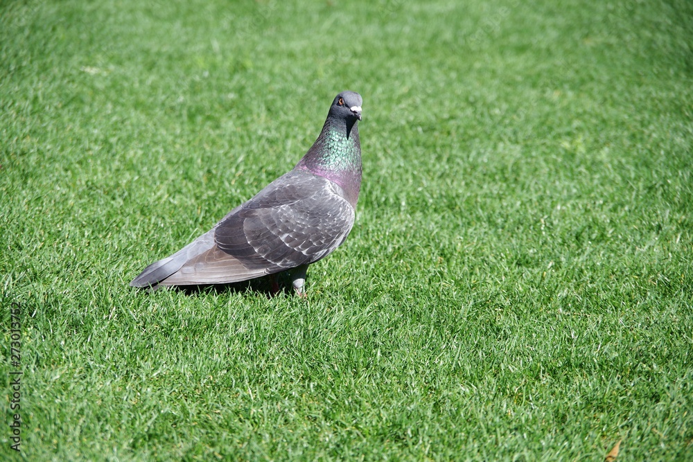 鳩 鳩