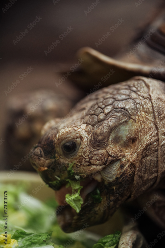 close up view of funny turtle with open mouth eating lettuce
