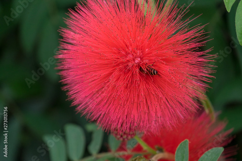 Red Spike Flower with bee © NIPATHORN