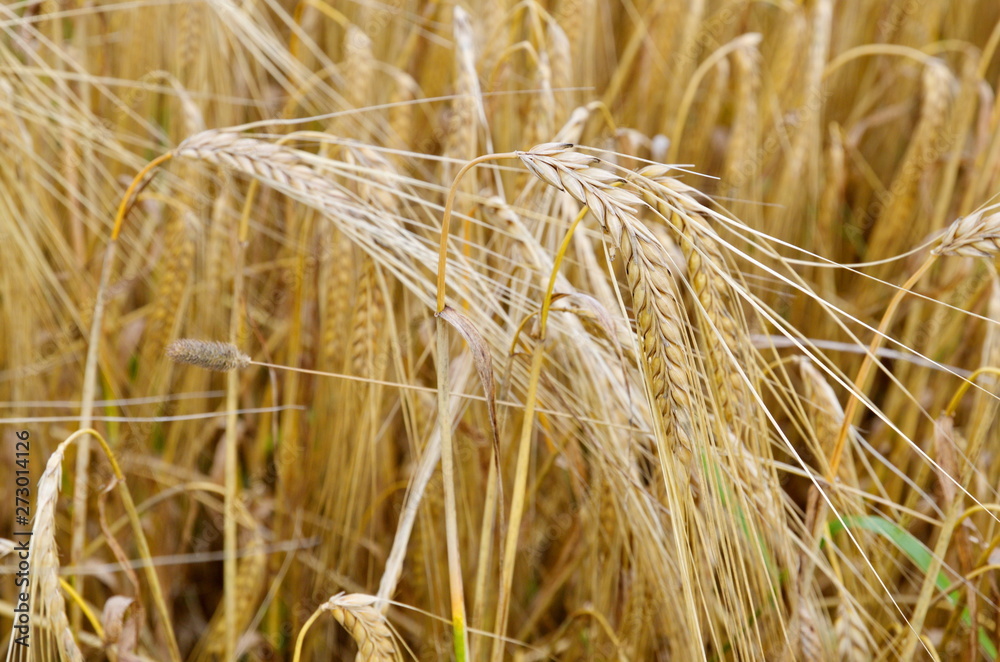 Mature barley (lat. Hordeum) close-up Mature barley (lat. Hordeum) close-up
