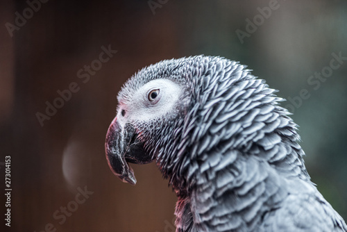 close up view of vivid grey fluffy parrot