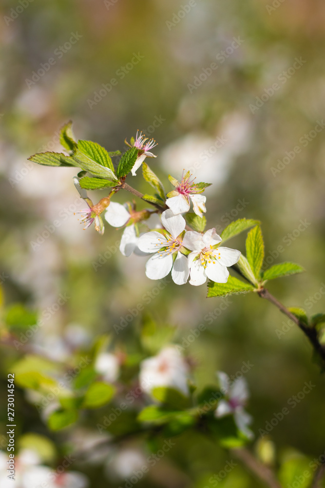 A branch of a blossoming cherry bush. Flowering plant. White flowers. Spring bush.