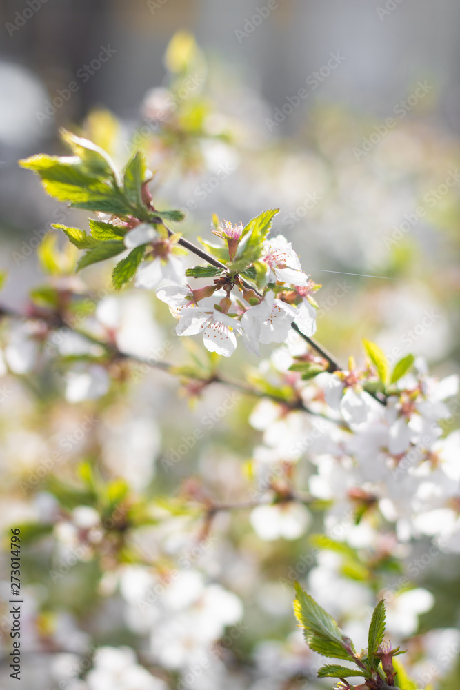 A branch of a blossoming cherry bush. Flowering plant. White flowers. Spring bush. A branch of a blossoming cherry bush. Flowering plant. White flowers. Spring bush.