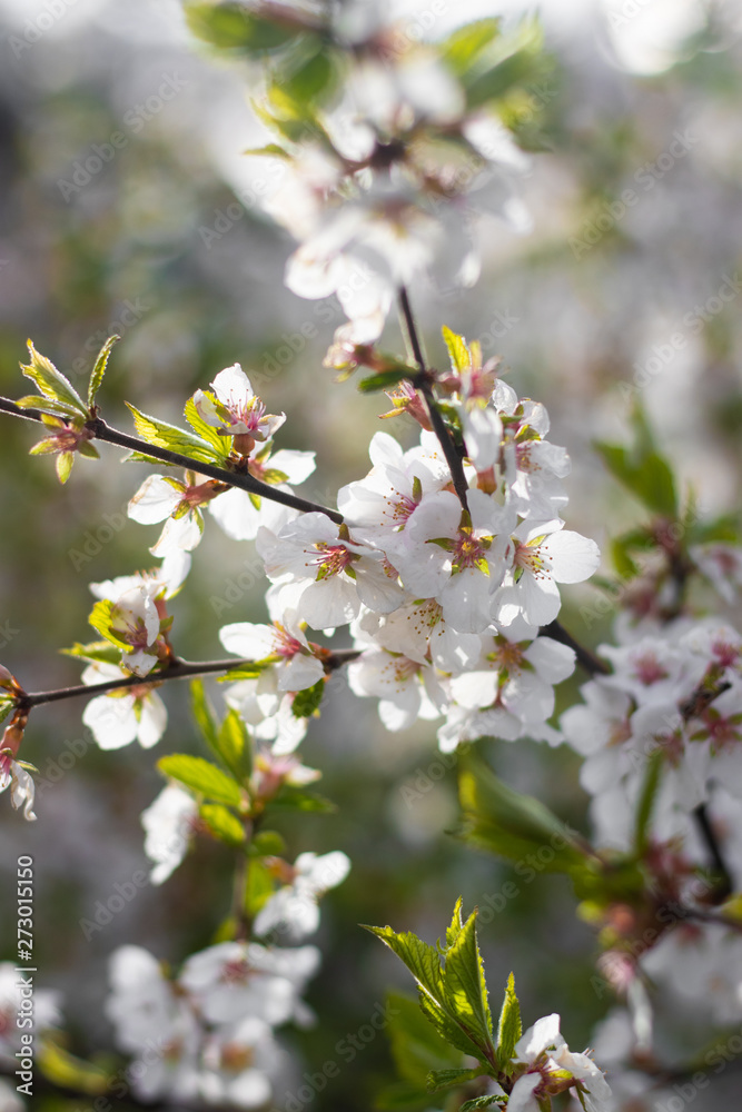 A branch of a blossoming cherry bush. Flowering plant. White flowers. Spring bush.