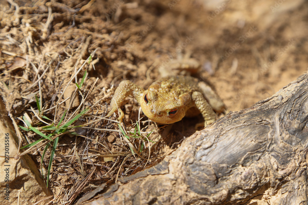 Fototapeta premium Closeup of a Brown colored frog with orange eyes