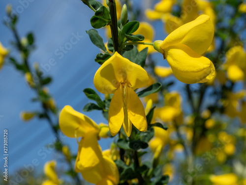 Cytisus scoparius