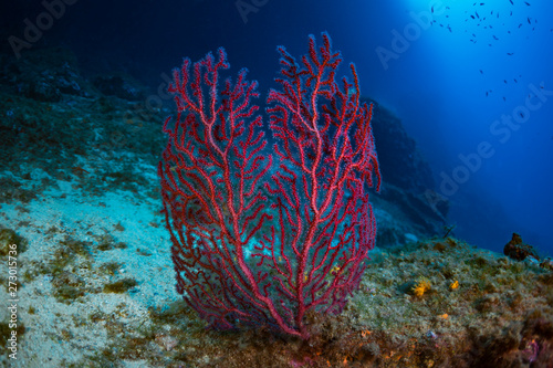 Gorgonian of mediterranean sea.
