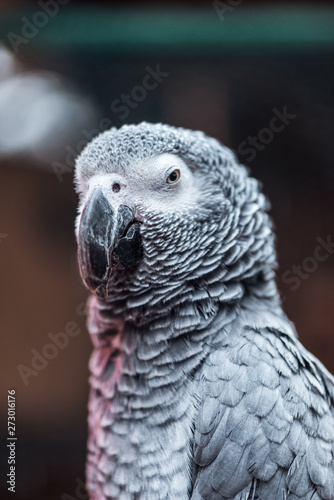 close up view of vivid grey fluffy parrot with big beak