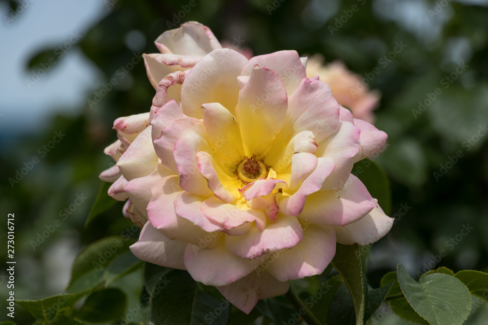 Obraz premium バラの花 千葉県八千代市