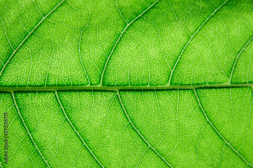фотографія Close up of green fresh leaf background. Leaves texture
