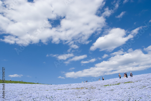 Nemophila Hills and white clouds and blue skies - ネモフィラの丘と白い雲と青空