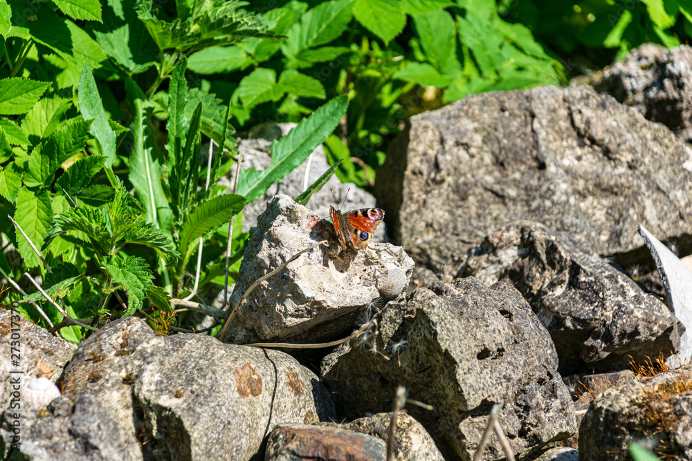 Obraz premium stone brick tectured pattern in nature