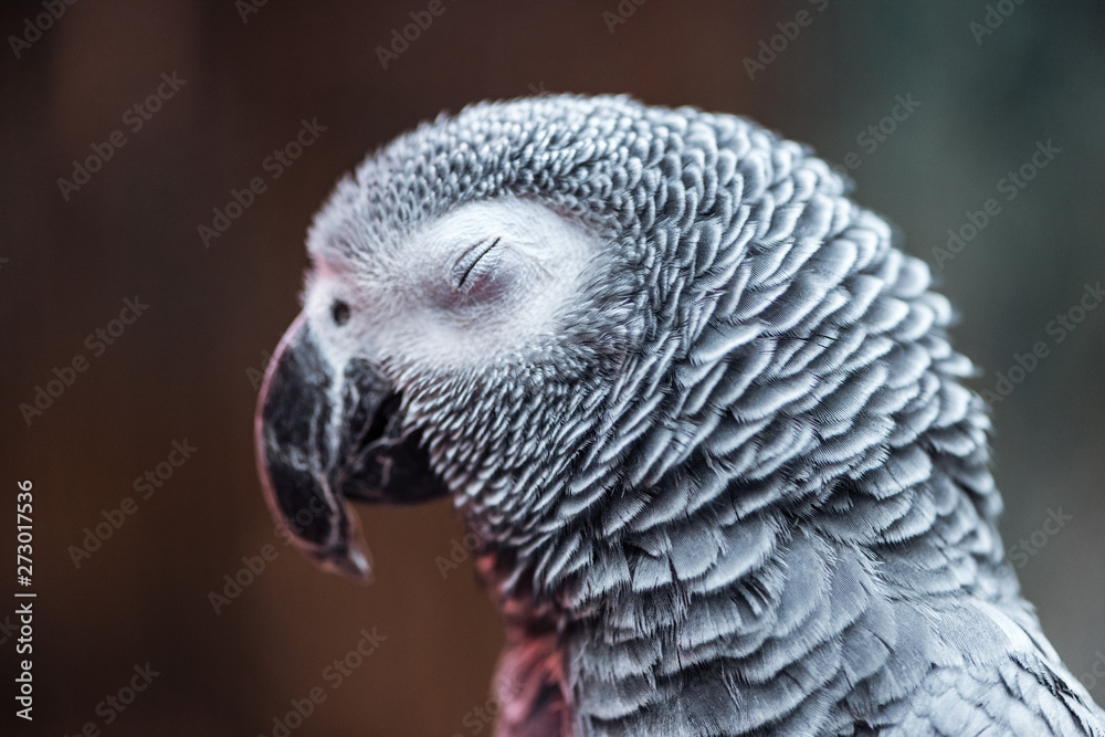 close up view of vivid grey exotic fluffy parrot with closed eye close up view of vivid grey exotic fluffy parrot with closed eye