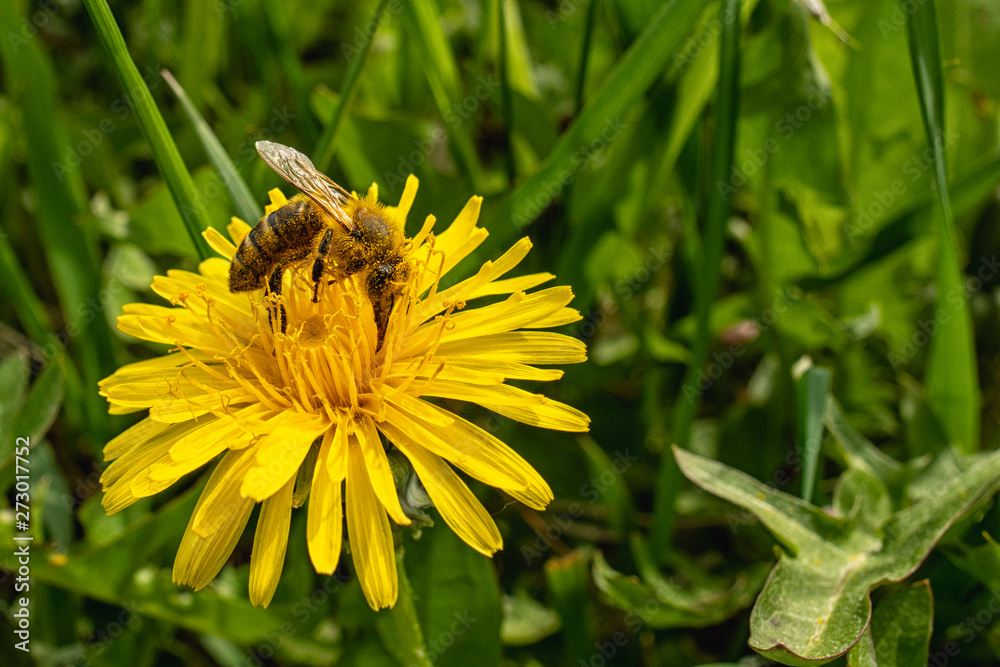 Bee on the yellow dandelion on the meadow Bee on the yellow dandelion on the meadow