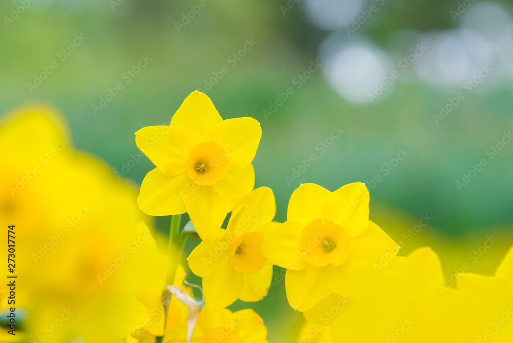 The whisper of Daffodils - スイセンのささやき