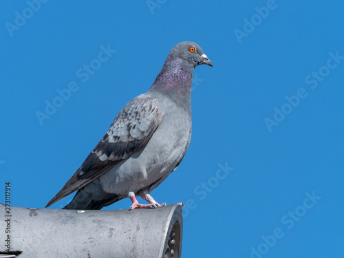 portrait of a pigeon on the roof