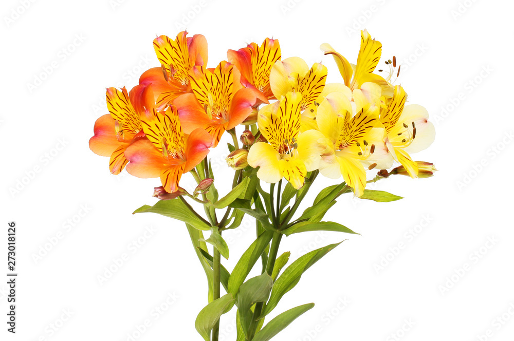 Orange and yellow alstroemeria flowers