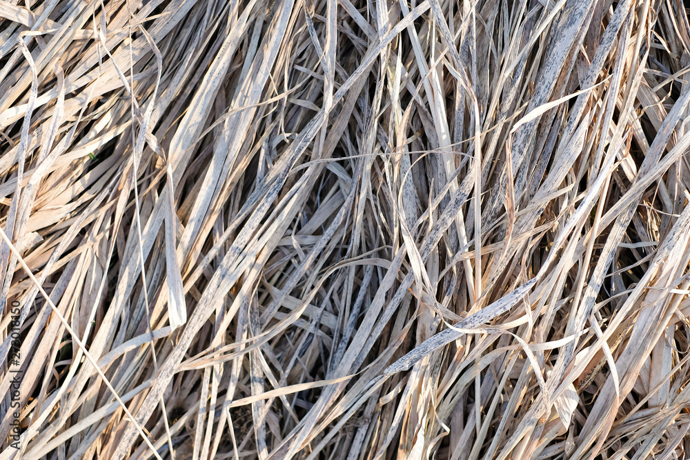 Dried long grass or hay background. Closeup view. Dried long grass or hay background. Closeup view.